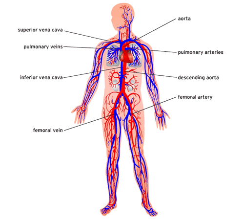 circulatory system veins and arteries. of the circulatory system: