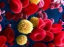 blood cells 1.jpg