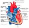 heart 1.jpg